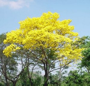 El Árbol Nacional (El Araguaney)